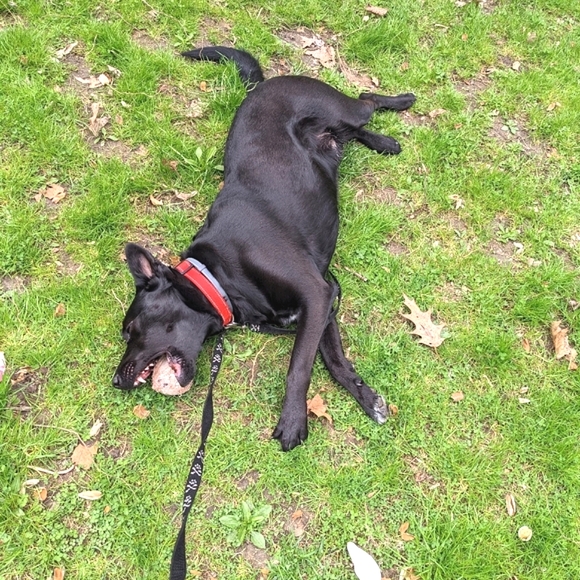 follow Game 🏳️‍⚧️🏳️‍🌈🇵🇸🇸🇩🇨🇩 Stay Well! - Picture 2 of 5